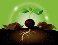 Green sprout growing from seed Royalty Free Stock Photo