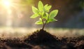 Green sprout growing from soil on blurred natural background, Ecology concept Royalty Free Stock Photo