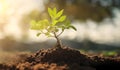 Green sprout growing from soil on blurred natural background, Ecology concept Royalty Free Stock Photo