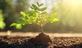 Green sprout growing from soil on blurred natural background, Ecology concept Royalty Free Stock Photo