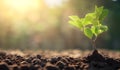 Green sprout growing from soil on blurred natural background, Ecology concept Royalty Free Stock Photo