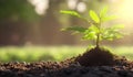 Green sprout growing from soil on blurred natural background, Ecology concept Royalty Free Stock Photo