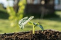 Green sprout growing on soil,bokeh. Royalty Free Stock Photo