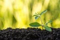 Green sprout growing from soil on green natural background Royalty Free Stock Photo