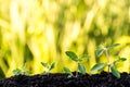 Green sprout growing from soil on green natural background Royalty Free Stock Photo