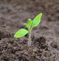 Green sprout growing tomatoes from seed Royalty Free Stock Photo