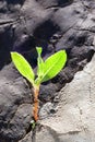 Green sprout grows from cracks in concrete Royalty Free Stock Photo