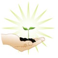 Green sprout in a hand Royalty Free Stock Photo