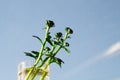 Green sprout of a home plant. Plant sprout in a glass. copy space. ecology concept Royalty Free Stock Photo