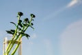 Green sprout of a home plant. Plant sprout in a glass. copy space. ecology concept Royalty Free Stock Photo