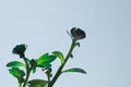 Green sprout of a home plant. Plant sprout macro. copy space. ecology concept Royalty Free Stock Photo