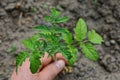 A green sprout with leaves in his hand planting in the ground Royalty Free Stock Photo