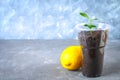 A green sprout of lemon in a pot. Seedling from the bones. Ripe lemon fruit next to a tree. Royalty Free Stock Photo