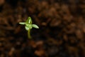 Green sprout macro Royalty Free Stock Photo