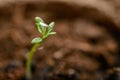 Green sprout macro Royalty Free Stock Photo