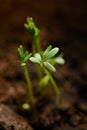 Green sprout macro Royalty Free Stock Photo