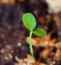 Green sprout, new life Royalty Free Stock Photo