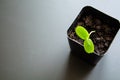 Green sprout in a ÃÂontainer for seedlings. Royalty Free Stock Photo