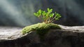A Green Sprout Overcoming Limitations, Growing Through a Stone Slab