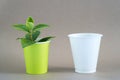 Green sprout in a paper Cup and a plastic white Cup on a neutral background