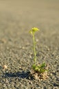 Green sprout Royalty Free Stock Photo