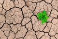 The green sprout of the plant sprouted among the cracked, dry desert soil. The Concept of Ecological Crisis Royalty Free Stock Photo