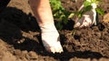 Green sprout planted in the ground with hands in gloves. close-up. cultivation of tomato farmer. Tomato seedlings are