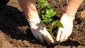 Green sprout planted in the ground with hands in gloves. close-up. cultivation of tomato farmer. Tomato seedlings are