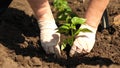 Green sprout planted in the ground with hands in gloves. close-up. cultivation of tomato farmer. Tomato seedlings are