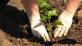 Green sprout planted in the ground with hands in gloves. close-up. cultivation of tomato farmer. Tomato seedlings are