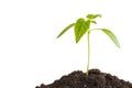 Green sprout plants growing from heap of soil, isolated on a white background. Ecology and hope Royalty Free Stock Photo