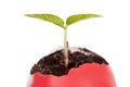 Green sprout in red easter egg Royalty Free Stock Photo