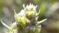 Green sprout with red flowers illuminated by summer bright sun b Royalty Free Stock Photo