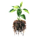 Green sprout seedling with roots in soil, isolated, young pepper plant, grow or growth concept, close-up, hand drawn