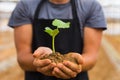 Green sprout in senior man hand Royalty Free Stock Photo