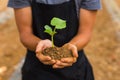 Green sprout in senior man hand Royalty Free Stock Photo