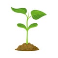 Green sprout in the soil on a white background. Vector illustration of a young plant. Bean seedling in cartoon style Royalty Free Stock Photo