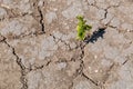 A green sprout sprouts from dry, cracked earth. Global warming concept Royalty Free Stock Photo