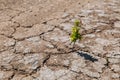 A green sprout sprouts from dry, cracked earth. Global warming concept Royalty Free Stock Photo
