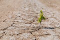 A green sprout sprouts from dry, cracked earth. Global warming concept Royalty Free Stock Photo