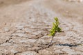 A green sprout sprouts from dry, cracked earth. Global warming concept. Royalty Free Stock Photo