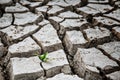A green sprout sprouts from dry, cracked earth. Global warming concept Royalty Free Stock Photo
