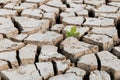 A green sprout sprouts from dry, cracked earth. Global warming concept. Royalty Free Stock Photo