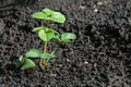 Green sprout of strawberry growing in organic soil, replanting strawberry to a new place, caring for plants Royalty Free Stock Photo