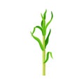 Green Sprout of Sugarcane Plant Isolated on White Background Vector Illustration