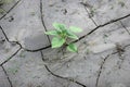 Green sprout sunflower on cracked earth