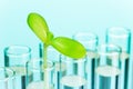 Green sprout in test tube filled with water Royalty Free Stock Photo