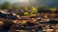 A green sprout of a tree grows alone in the desert