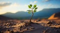 A green sprout of a tree grows alone in the desert