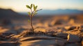 A green sprout of a tree grows alone in the desert Royalty Free Stock Photo